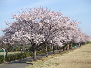 多摩川睦橋周辺桜（＋かたくり）めぐり