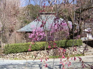 武蔵五日市乙津の龍珠院枝垂れ桜開花はもうちょっと