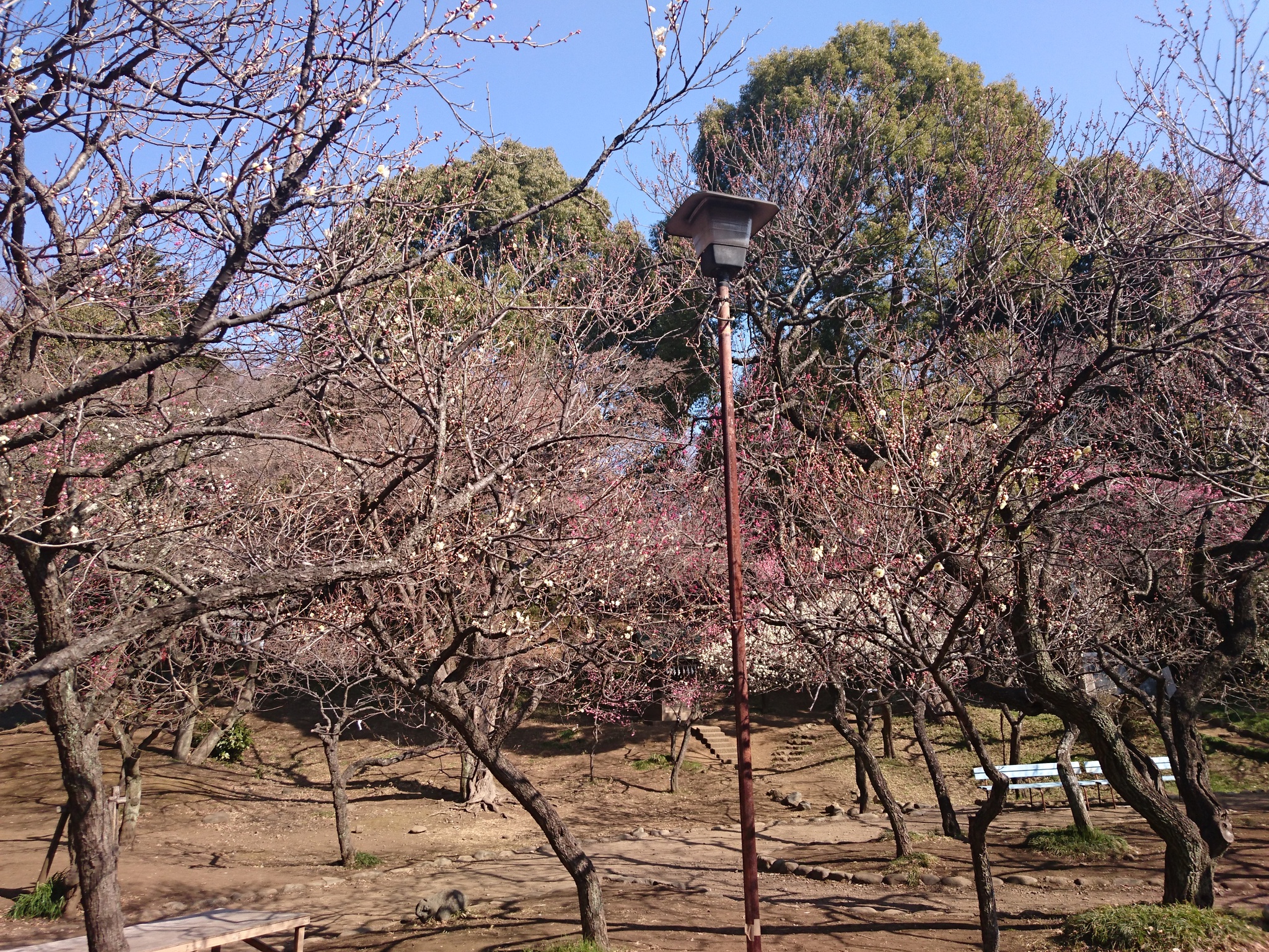 谷保天満宮梅林 開花状況 2/20   今週末24.25は梅まつりです。