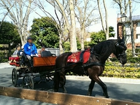 府中の東京競馬場で花見と馬車体験楽しみました♪