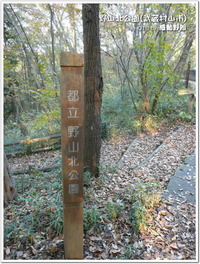 野山北公園(武蔵村山市)の紅葉－2012年11月24日－