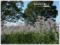 昭和記念公園で撮った花たち♪シオン，キンモクセイ・・・