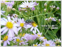 昭和記念公園で撮った花たち♪シオン，キンモクセイ・・・