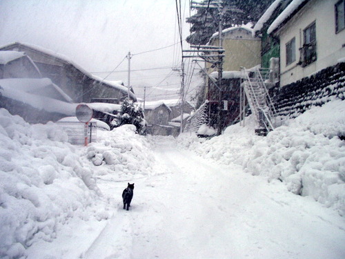 雪で大騒ぎする東京を笑う、北国暮らし6年半のシンシア