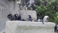 上野動物園のペンギンたちも「あち〜(゜〇゜;)」
