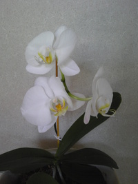 ７年振りの開花　胡蝶蘭　感激！