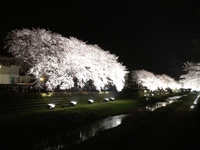 今夜3/30、野川の桜ライトアップ！（調布市）