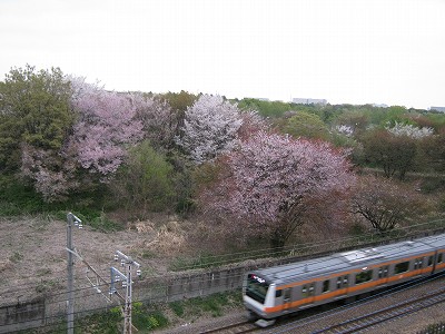 自然が織り成す色彩・立川基地跡地の桜（２０１１・１８・０４）