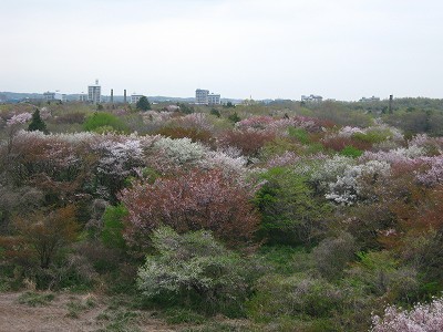 自然が織り成す色彩・立川基地跡地の桜（２０１１・１８・０４）