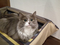 ふさふさのフサなんです