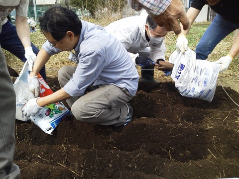 ジャガイモの植え付け