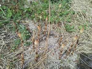 ジャガイモの植え付け