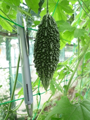 １１個の実を確認