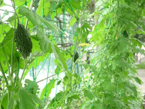 １１個の実を確認