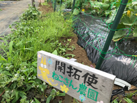 夏野菜の収穫のハズが・・・ 2018/06/02 11:51:00