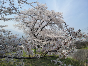 桜・さくら～満開の下曽我タンク山