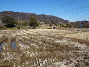 「たんぼの学校」原点～その昔、金井島での苗作り
