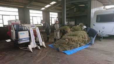 稲作作業の脱穀、籾摺りをユギムラ牧場