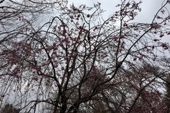 桜まつり＠調布中学校