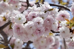 飛田給の桜 6種類！