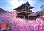 京都の桜・追伸