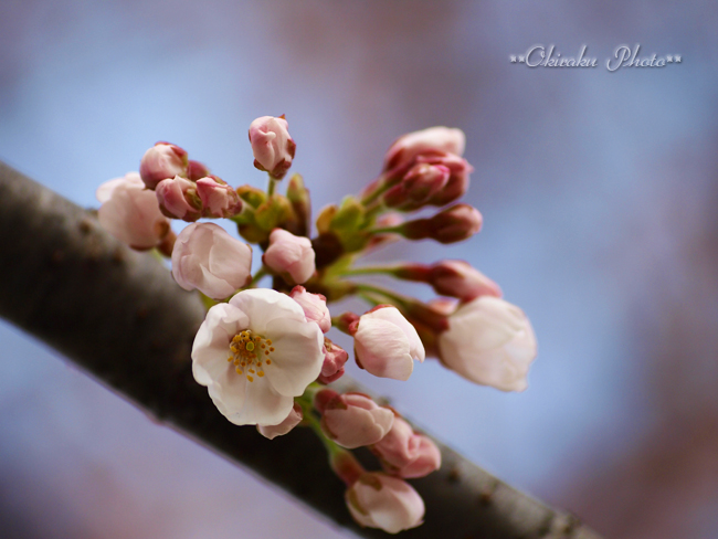桜三分咲き～♪