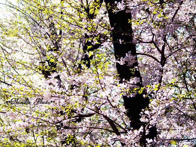 玉川上水の桜