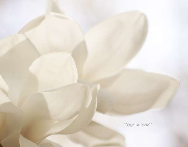 白い花。