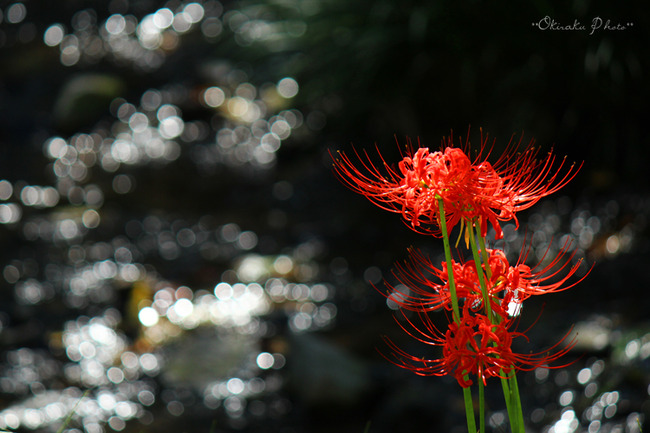 秋を飾る曼珠沙華