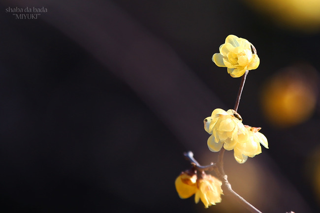 透き通る黄色い花びら～蝋梅