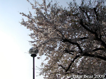 校庭の桜もキレイです【１】