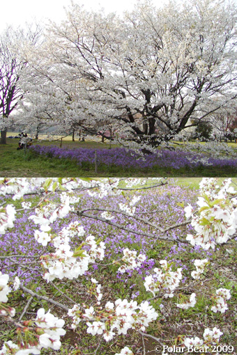 小金井公園の桜は♪
