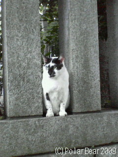 大国魂神社で出会う猫さん（＾ ＾*