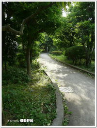 樹木や草花が整備された緑道公園～野川緑地公園(狛江市)～