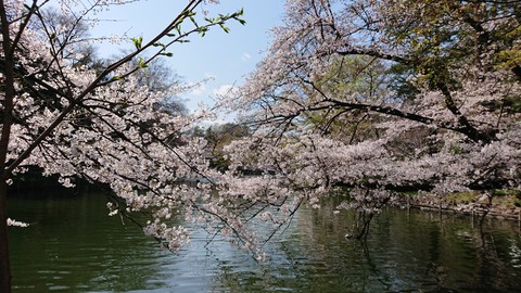 満開の桜の下の玉川上水緑道を歩きました。２０２１年３月。