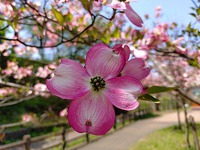 現在完了から、中学英語は理屈を理解することで巻き返せます。