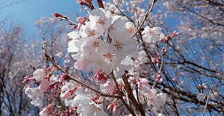 神代植物公園多様性センターに春が来ました。２０２２年３月。