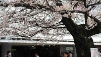 仙川の桜も満開！！！
