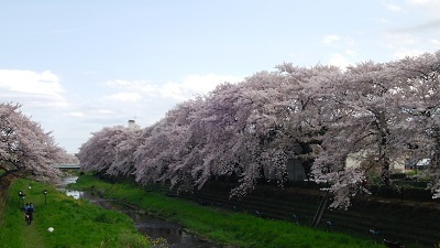 野川の桜も素敵です！