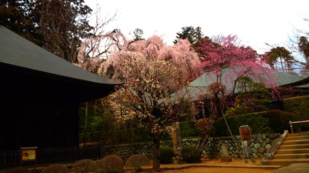 満開！八王子山田の廣園寺、しだれ桜が見頃