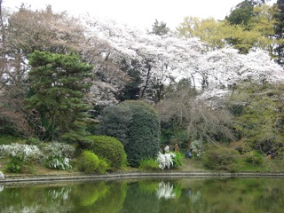 桜満開(^○^)　国分寺