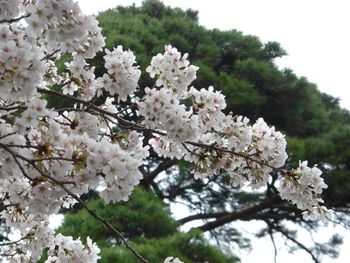 桜満開　〜多磨霊園の桜と野川沿いの桜