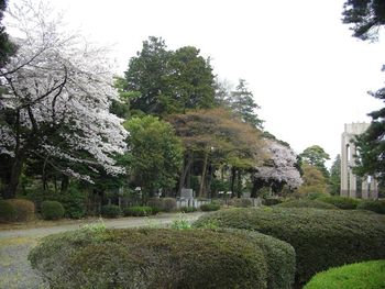 桜満開　〜多磨霊園の桜と野川沿いの桜