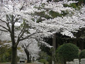 桜満開　〜多磨霊園の桜と野川沿いの桜