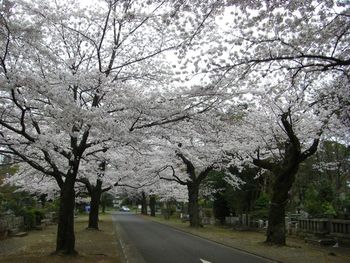 桜満開　〜多磨霊園の桜と野川沿いの桜