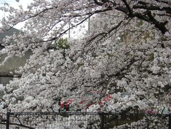 桜満開　〜多磨霊園の桜と野川沿いの桜
