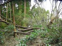 高尾山、台風の痕