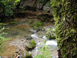 高尾山～沢歩き