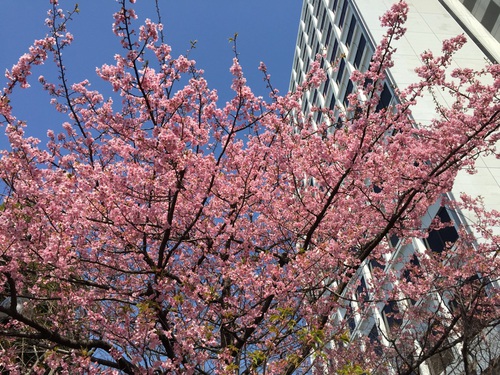 都心ビル街で河津桜満開