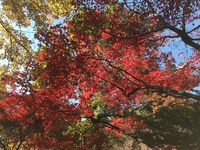 神代植物公園の紅葉が見ごろ…
